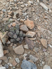 Mammillaria grahamii