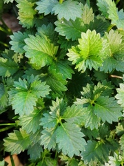 Potentilla intermedia
