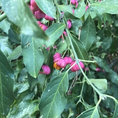 Euonymus europaeus