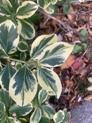 Ligustrum ovalifolium