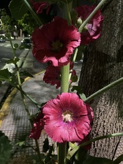 Alcea