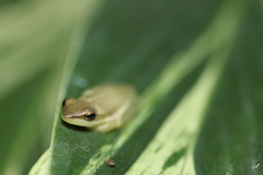 Litoria bicolor