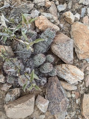 Mammillaria grahamii