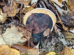 Fomitopsis pinicola