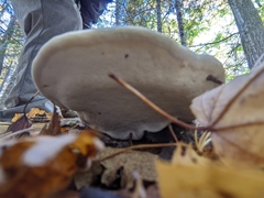 Fomitopsis pinicola