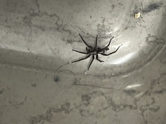 Herpyllus propinquus