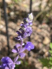 Salvia longispicata x farinacea