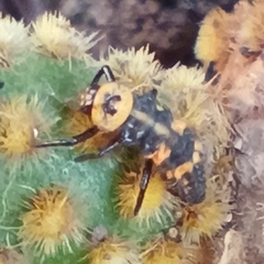 Coccinellidae