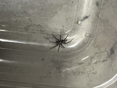 Herpyllus propinquus