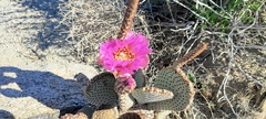 Opuntia basilaris basilaris