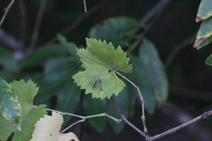 Vitis californica