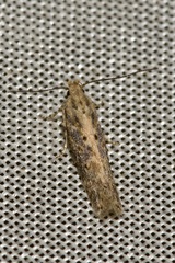 Scrobipalpa ocellatella