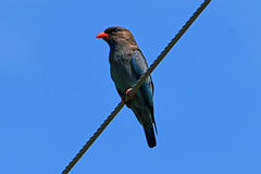 Eurystomus orientalis