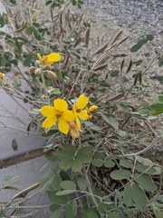 Senna covesii