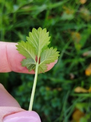 Potentilla intermedia