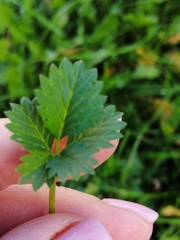 Potentilla intermedia