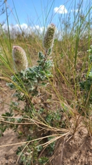 Dalea obovata