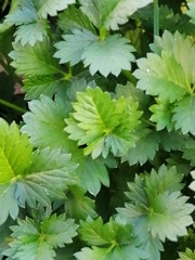Potentilla intermedia