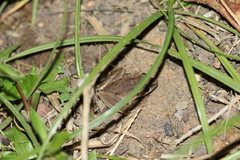 Litoria tornieri