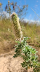 Dalea obovata
