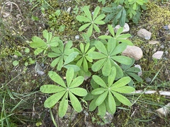 Lupinus polyphyllus