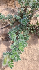 Dalea obovata