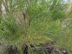 Baccharis sarothroides