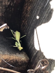 Stagmomantis carolina