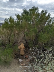 Baccharis sarothroides