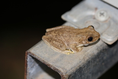 Litoria rothii