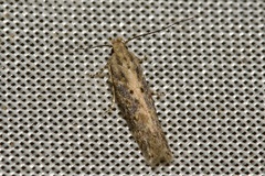 Scrobipalpa ocellatella