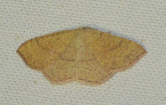 Cyclophora ruficiliaria