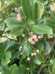 Euonymus europaeus