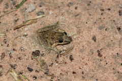 Litoria inermis