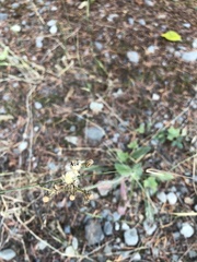 Hieracium lachenalii