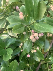 Euonymus europaeus