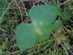 Urocystis syncocca