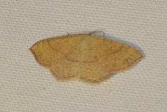Cyclophora ruficiliaria