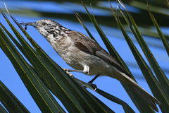 Plectorhyncha lanceolata