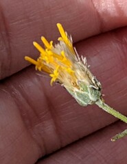 Bebbia juncea