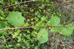 Lonicera periclymenum