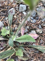 Hieracium lachenalii
