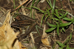 Litoria nasuta