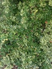 Euonymus europaeus