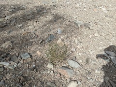 Bebbia juncea