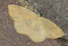 Cyclophora ruficiliaria