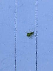 Macrosiphum rosae