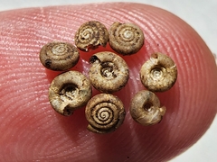 Helicodiscus