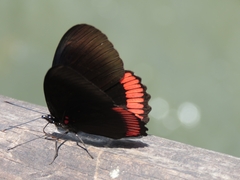 Biblis hyperia