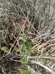Justicia californica